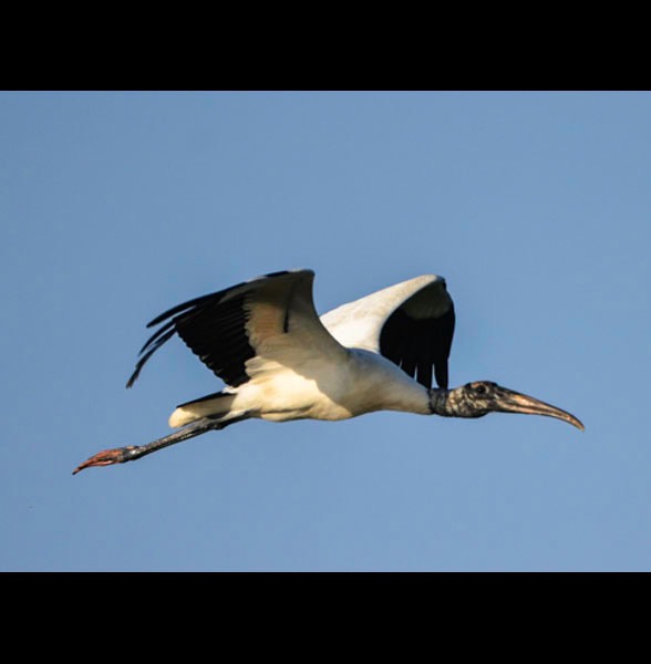 Woodstork 2